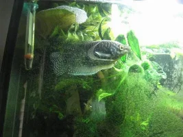 Clown loaches unhappy