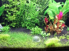 Help With Hair Algae