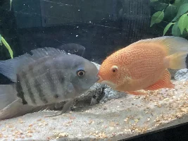 Should I be concerned about these severums?