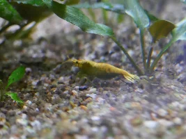Shrimps