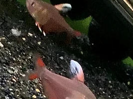 Hyphessobrycon or Megalamphodus bentosi, (Candy Cane T., Ornate T., “Sp HY511” Tetra)