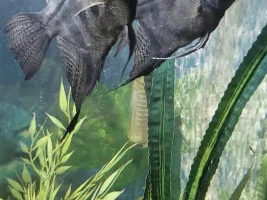 2 Angel fish lost colour & possibly slime coat