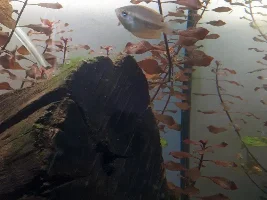 Another Help! what sex are my honey gourami! Post