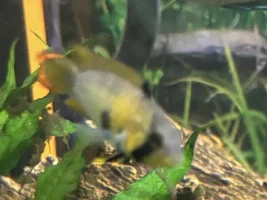 Apisto’s meeting the neighbors