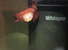 Huge blister on betta