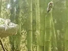 Got to admit, the Hillstream tank, requires a closer look, since I moved the Tin Foils…