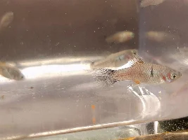 Platy Fry