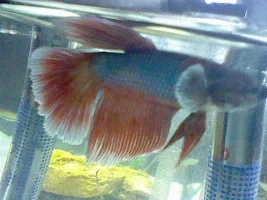 My New Betta From Petsmart