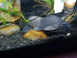 Sick Synodontis?