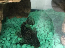 Possible Cross Breeding?