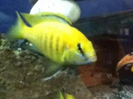 Former Newbie's African Cichlid Experience