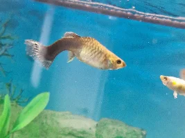 Is my fish pregnant