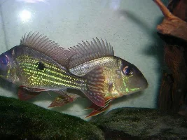 A Few Of My Fish...