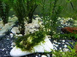 Aquarium updates and intended fish.