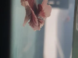 Betta problems fin rot see last post!!