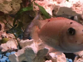 Rift lake cichlid with red spots