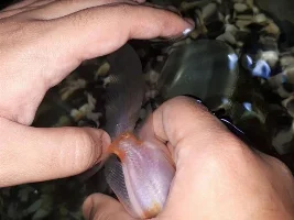 GOLDFISH PROLAPSED ANUS AND WHITE STRINGY POOP