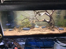 NEW ODDBALL TANK!