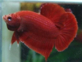 New Fish Kg Bettas