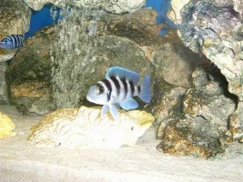 neolamprologus treocepholus picture