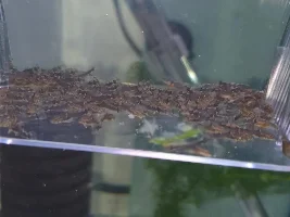 Pleco X