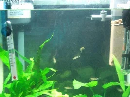 10G Aquarium Free To Good Home Asap - Betta, Pygmy Corys, Adfs