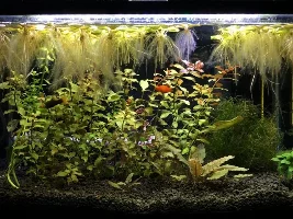 VOTE NOW..May 2019 Tank of the Month Contest...now closed