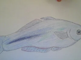 Rainbowfish art