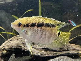Can you identify what fish this is???