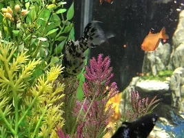 I think my Dalmatian Molly is pregnant