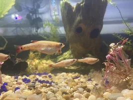 Pregnant Platy?