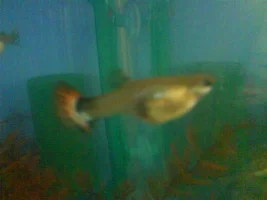 Are My New Lady Guppies Pregnant Please?