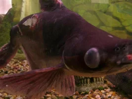 Severely Injured Catfish