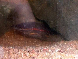 Eel, and Uaru, and Jag...