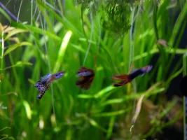 Treatment resistant fin rot in guppies. Potential med?