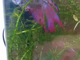 Does my betta have fin rot?