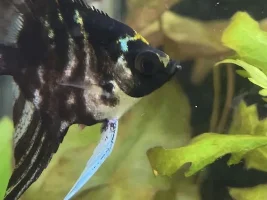 Angelfish intensines out?