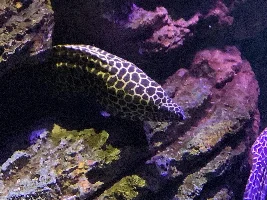I went to aquarium today (pictures)