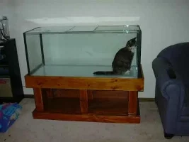 Cat in FishTank