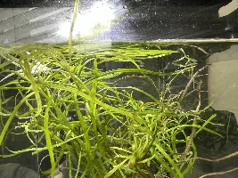 SURPISE BABY SWORDTAIL