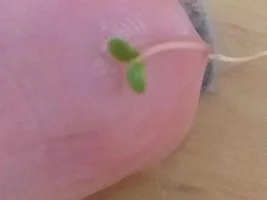 What?! Is this duckweed???