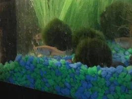 How far along in their pregnancies? Two separate guppies. Please refer as guppy 1/guppy 2.