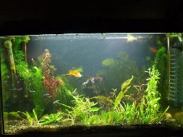 Jakester's 15 Gallon Mid-tech Planted Tank