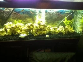 For Sale-4 Foot Tropical Fish Tank With Equipment