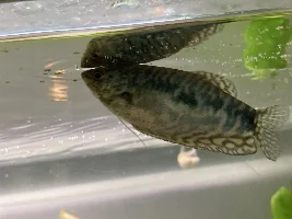 Variety of Tropical Fish