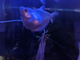 Bloated or pregnant