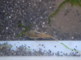 Help! My cories spawned! What do I do??