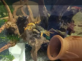 Love my crabs?
