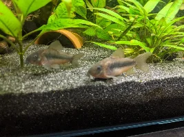 A place 4 my questions & ponderings as I build a 34 Gallons (127L) tank
