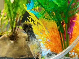I Need Help With My 2 Mollies